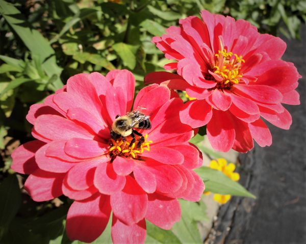 (2) Bee Happy!...
