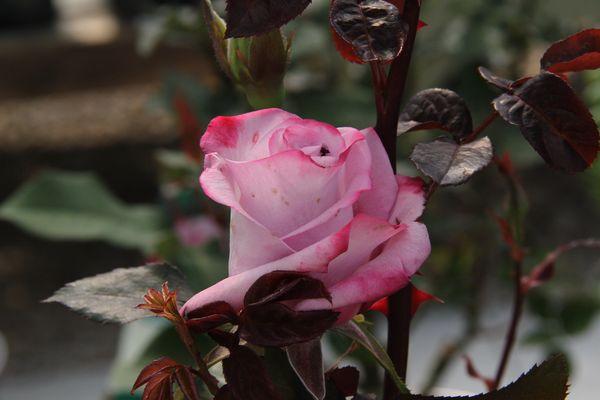 pink rose...