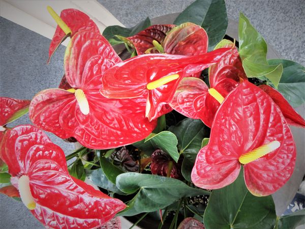 (6) pinkish-red Anthurium.....Hawaii...