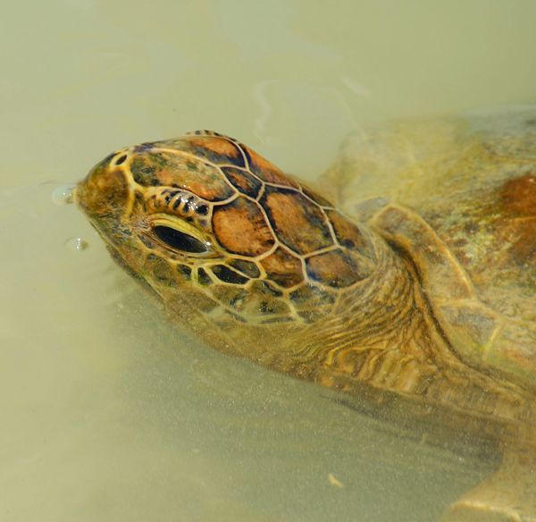 Turtles on Vanuatu Port Villa: Played with the turtles...