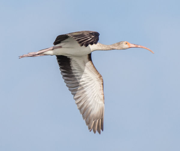 juvenile white ibis...