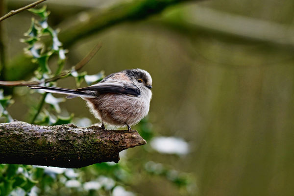Long tailed tit...
