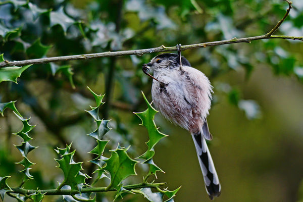 Long tailed tit...