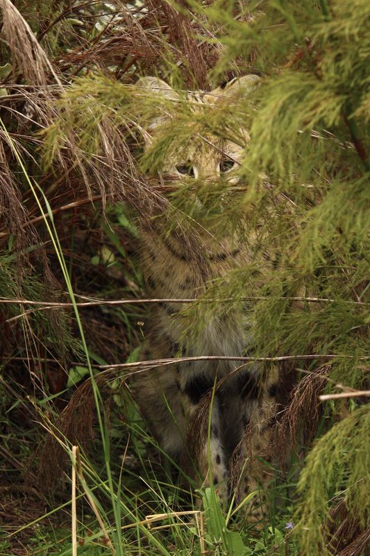 Miss Serval...’I’m not coming out’....