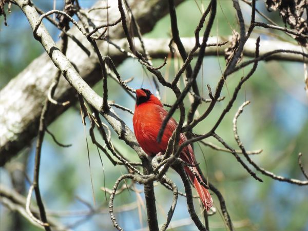 cardinal singing to his love...
