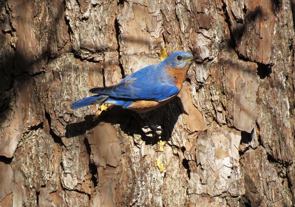 bluebird finding suet on a pine tree trunk...
