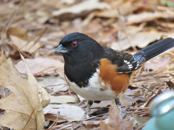 male eastern towhee looking for bugs...