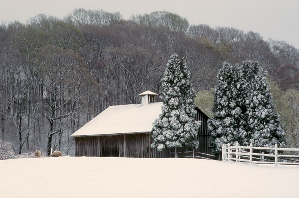 Barn - Snow - Sheep...