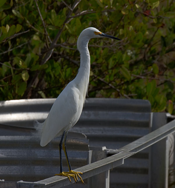Snowy Egret - The fishing must be good at these ma...