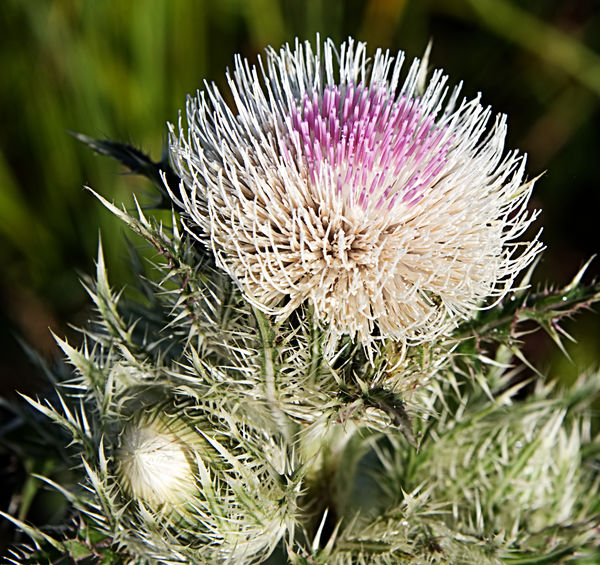 Thistle - An invasive plant in Florida but the but...