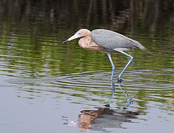 Reddish Egret - they really are light colored....