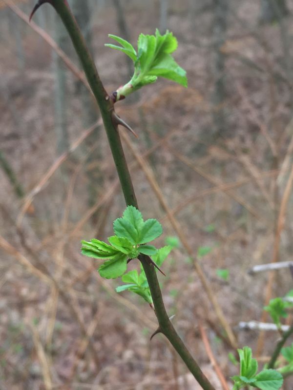 Multiflora Rose leafing out....