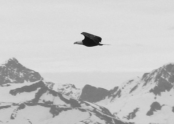 Eagle in Alaska...