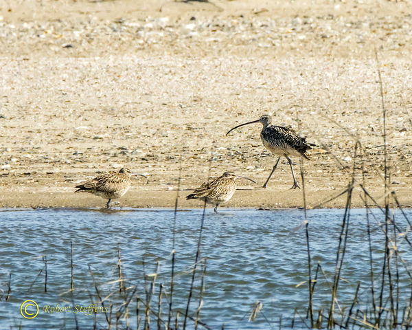 Curlew and Whimbrels...