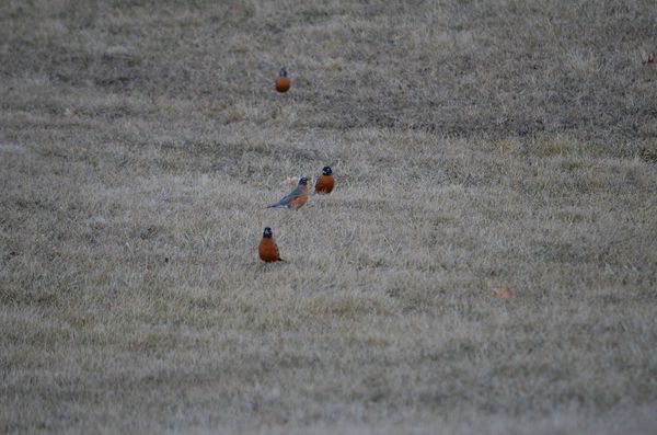 I counted 75 robins out!...