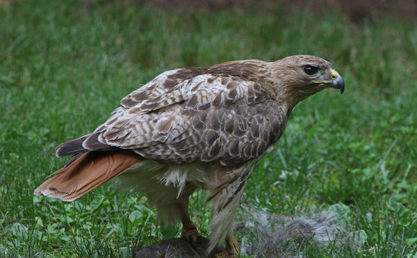 Red Tailed Hawk (Buteo jamaicensis) with his catch...