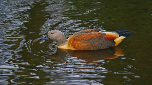 Male South African Shell Duck...