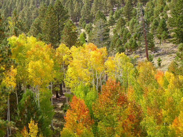 Fall colors, Boulder Mountain...