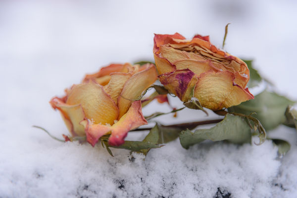 Left over rose bouquet - catching some flakes...