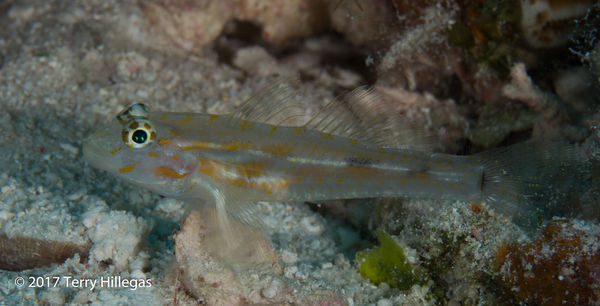 Pallid Goby...