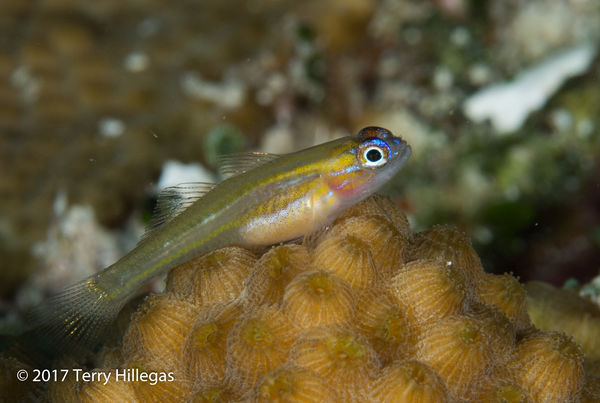 Peppermint Goby...