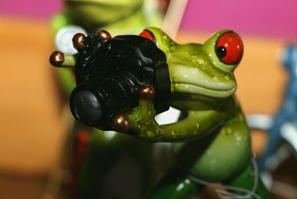 Frog photographer...