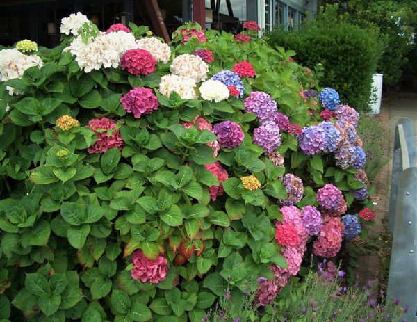 (4) From our travels.....this Hydrangea lives on B...