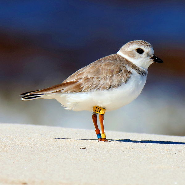 Piping Plover...