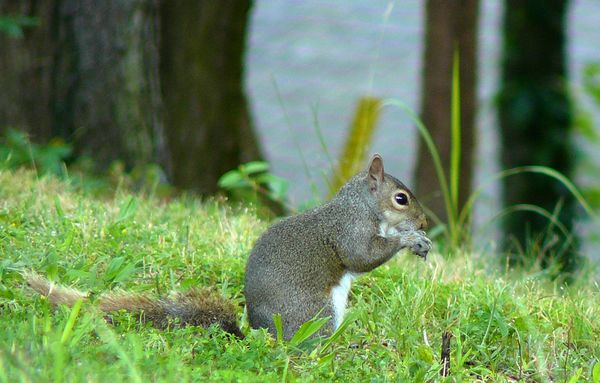 Squirrel munching in the tall grass....