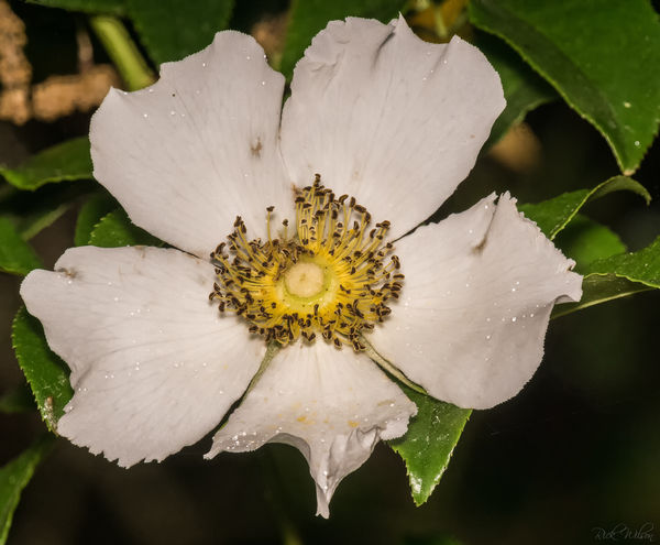 I think this is a Cherokee Rose-Rosa laevigata. As...