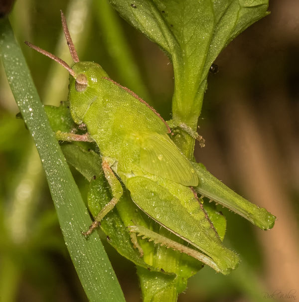 A very green grasshopper, ~ 1 inch long....