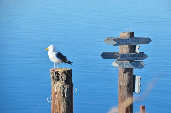 Seagull and an "aquatic" road sign?...