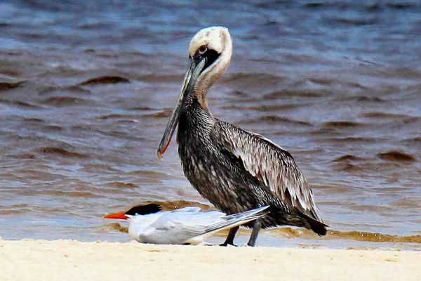 Senior Brown Pelican (only one seen)...