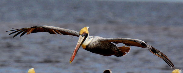 Adult Brown Pelican coming in low...
