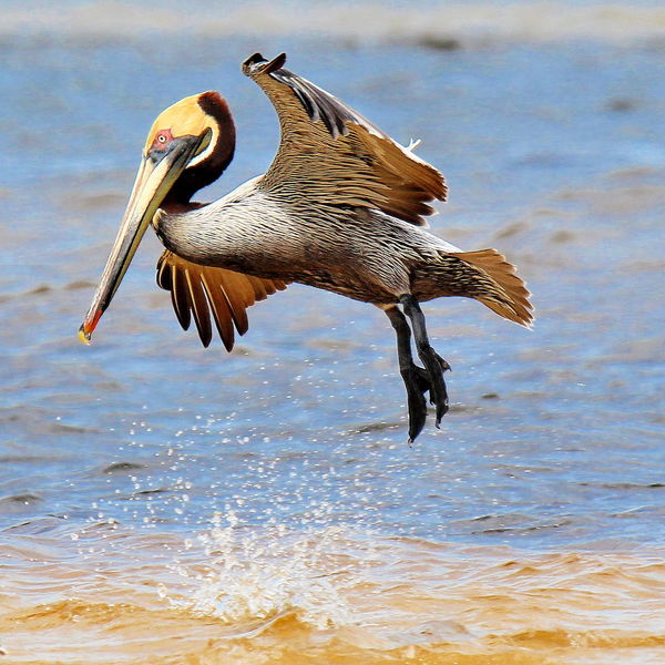Adult Brown Pelican landing...