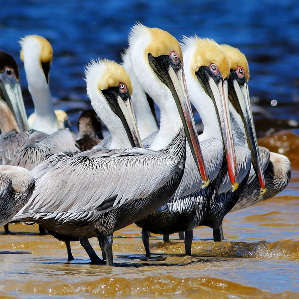 Brown Pelican group get-to-gether...