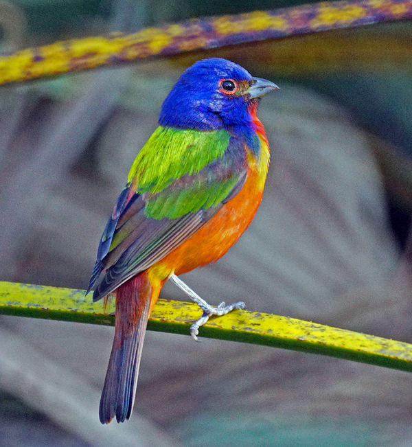 Male Painted Bunting...