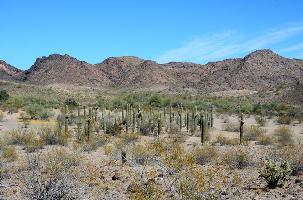 The circle of cactus as seen from the Hovatter fin...