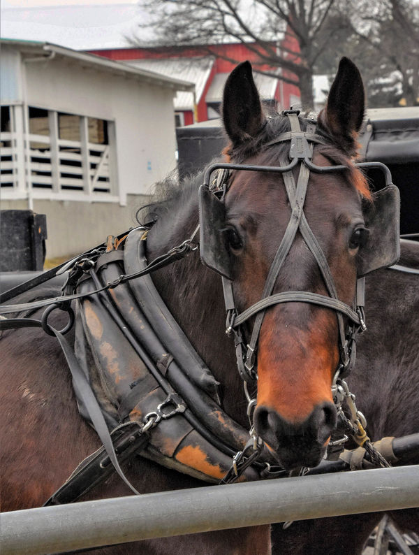 An Amish horse...