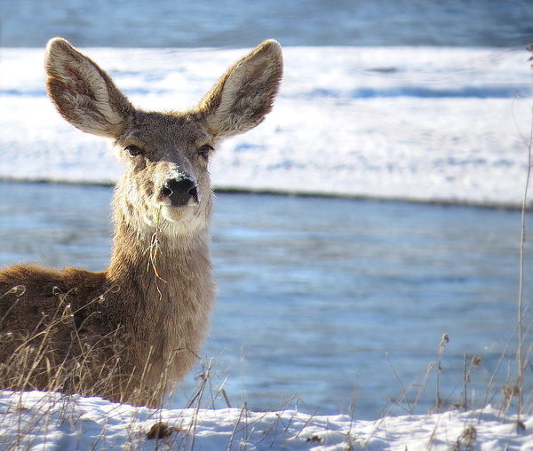 My what big ears you have. Mule Deer...