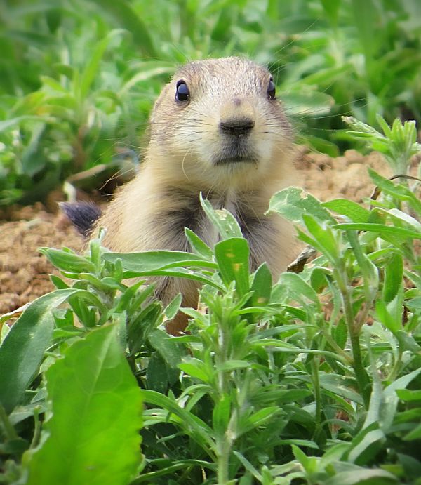 Prarie Dog checking me out....