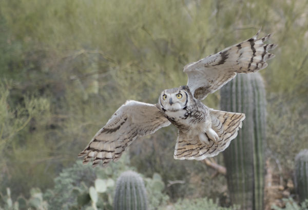 Great Horned owl flying through Saguaros...