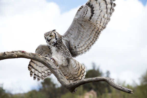 Great Horned owl landing...