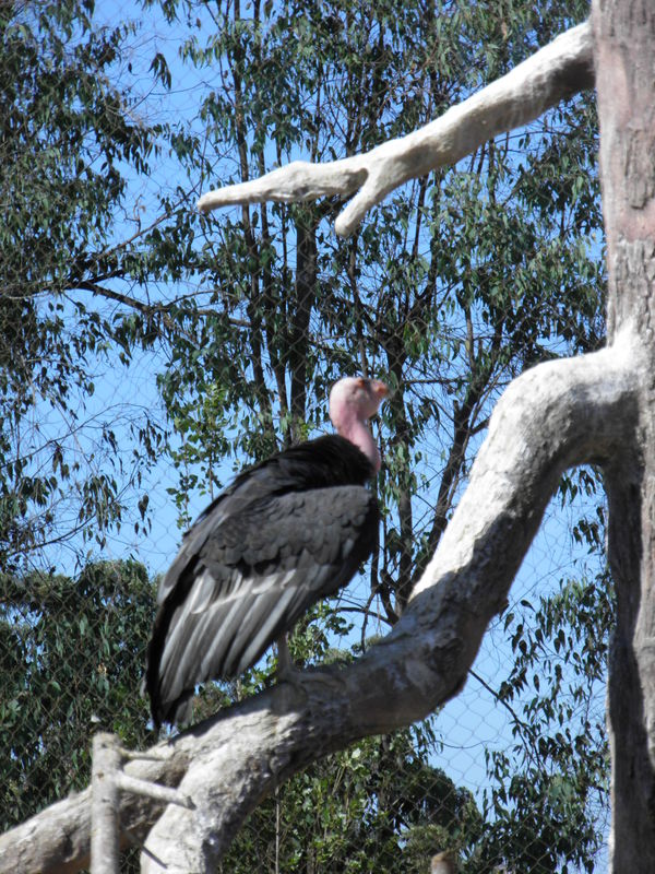 Vulture at Zoo...