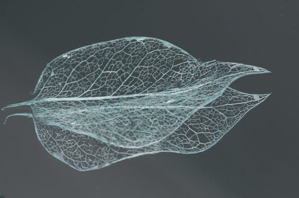 Skeleton of a leaf.....