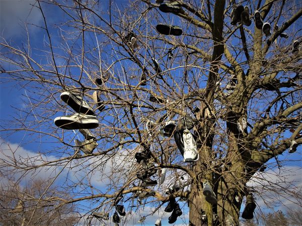 (1) A SHOE TREE!  I did post this a couple of year...