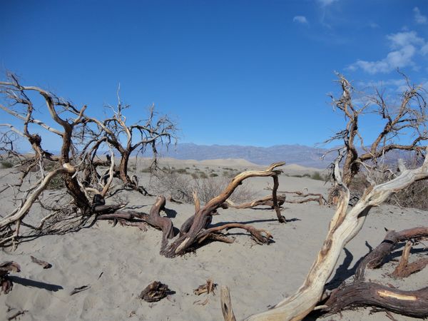 (3) Just outside of Las Vegas.....dehydrated trees...