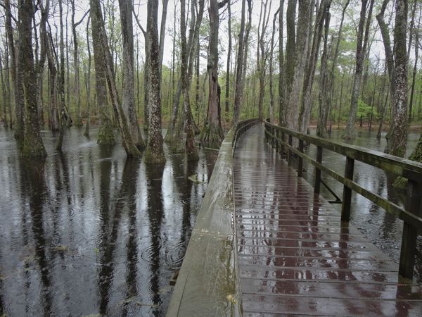 (6) This Cypress Swamp area in Mississippi had an ...