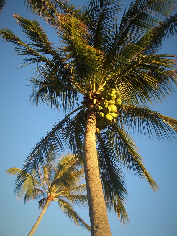 (9) Time to trim those coconuts.....Tom!...