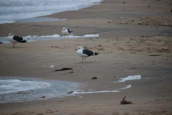Cold seagulls...